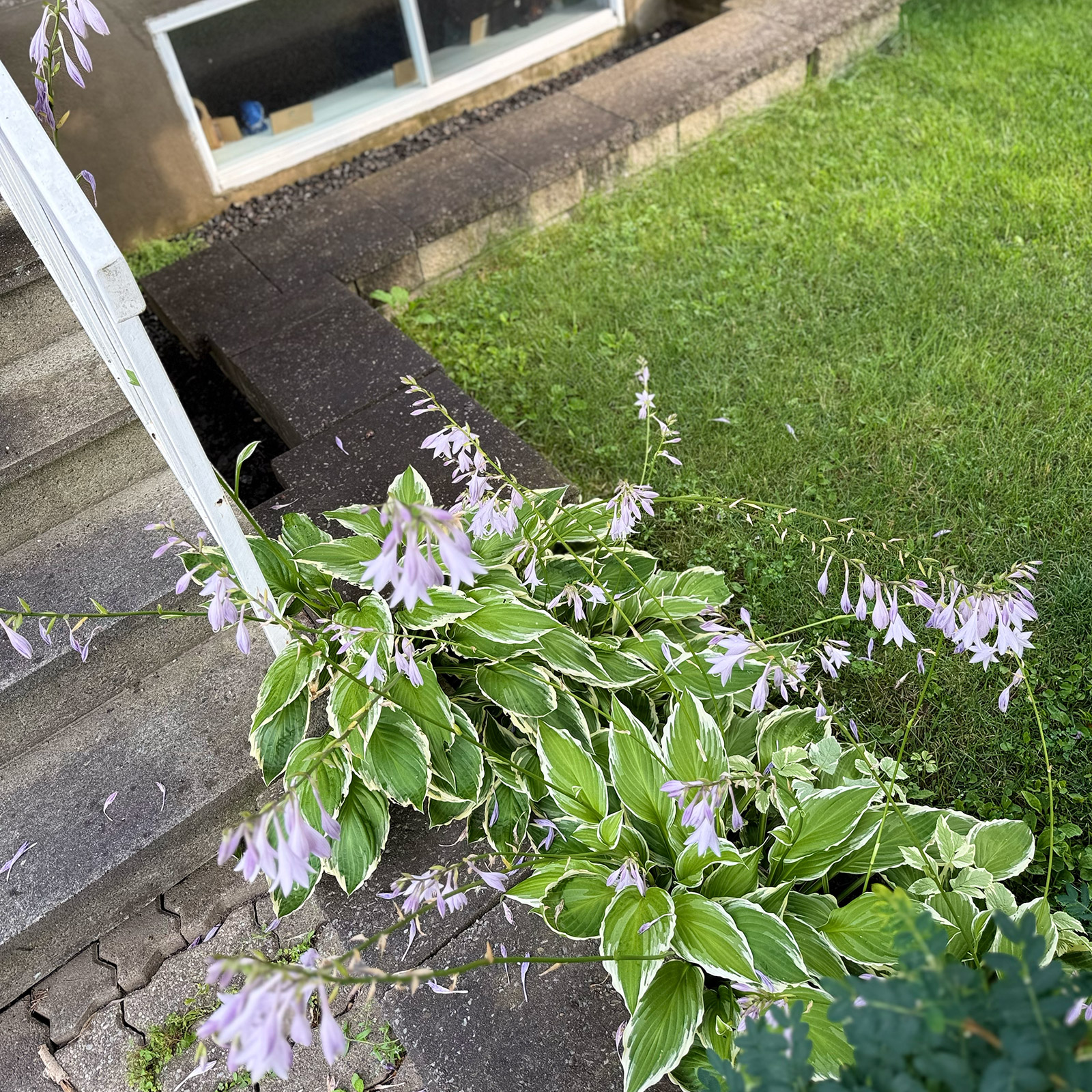 03-avant-mspavage-ok